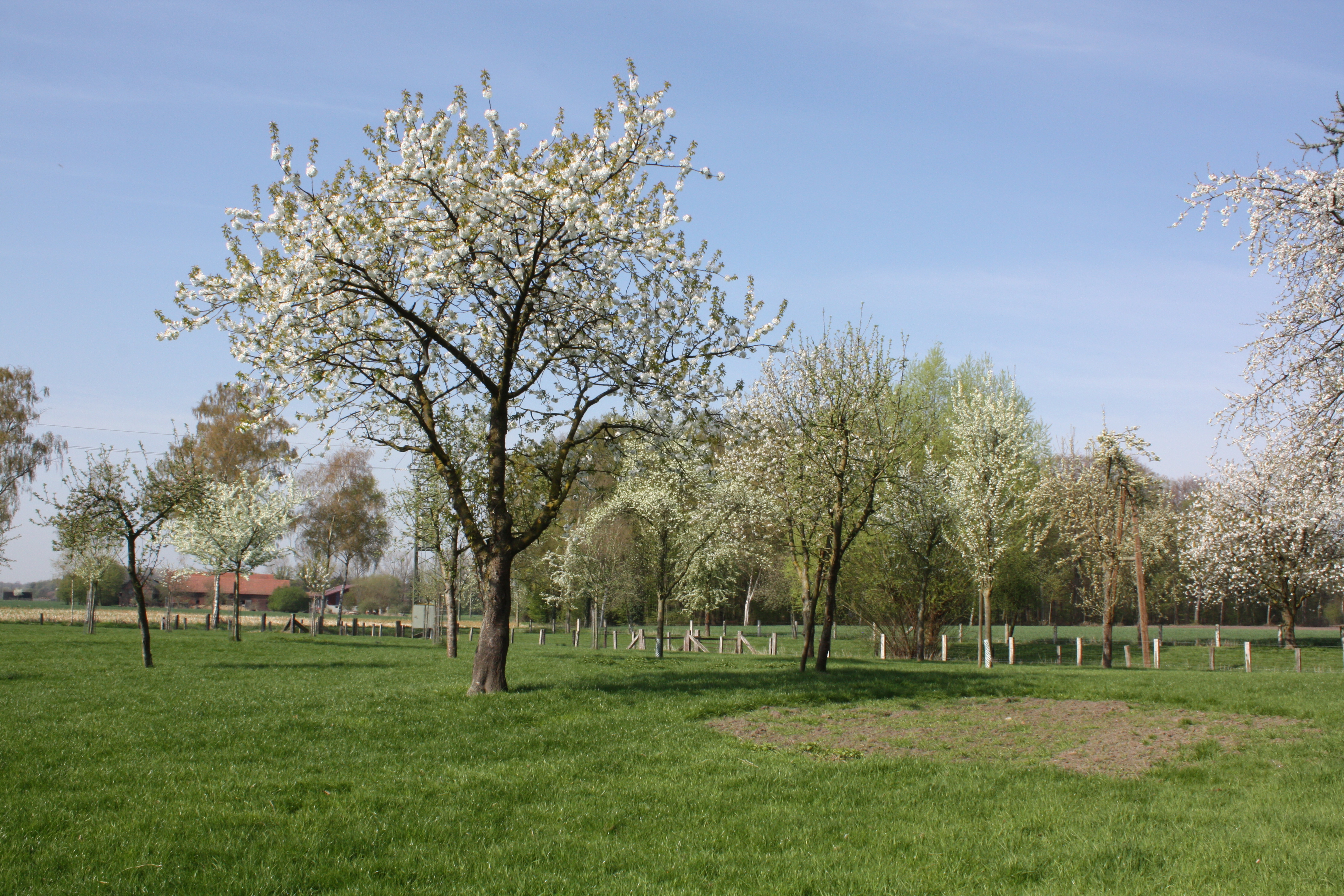 Streuobstwiese in Alverskirchen (Quelle: Kreis Warendorf)